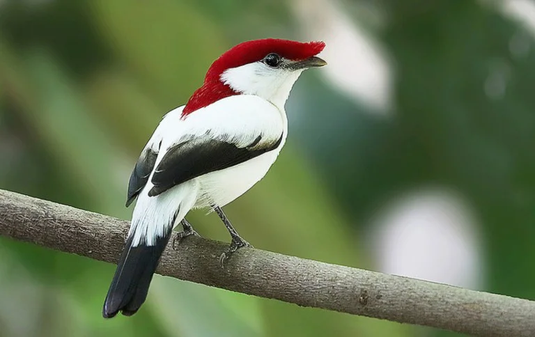 O soldadinho-do-araripe é uma espécie em perigo de extinçãoindolfo Souto/Ministério do Meio Ambiente